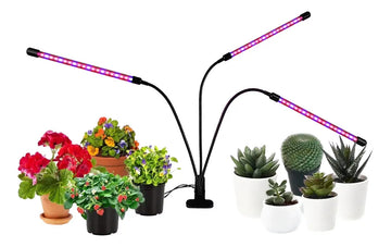 Luz UV